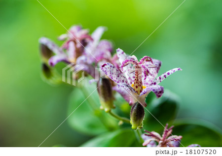 ホトトギス 18107520