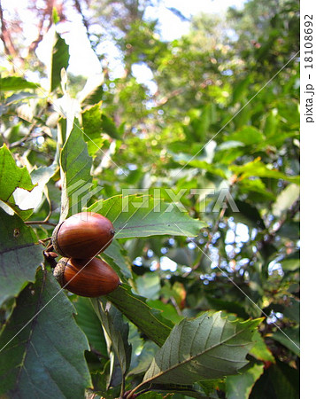 どんぐり 実 自然 どんぐり 実 自然 18108692