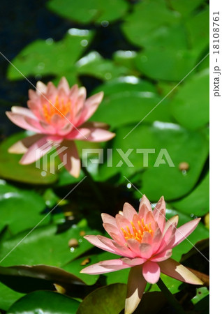 ハワイの休日 ハワイの休日 18108761