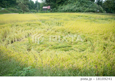 育ち過ぎた稲穂 18109241