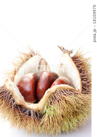 栗　毬栗（いがぐり）　利平栗　 18109970