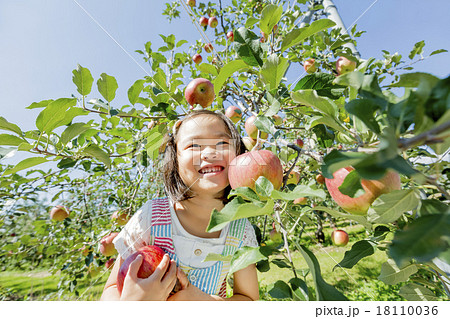 リンゴ畑でリンゴを持つ女の子 18110036