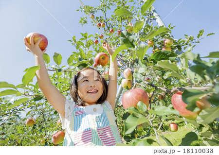 リンゴ畑でリンゴを持つ女の子 18110038