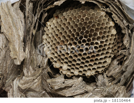 vespine honeycomb vespine honeycomb 18110464