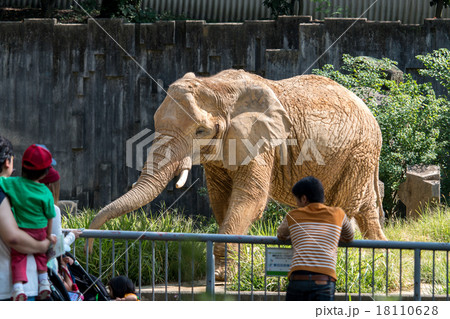 象をみる家族 象をみる家族 18110628