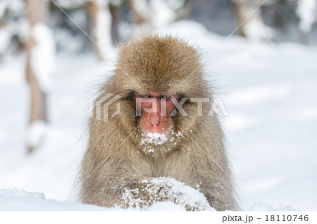 Snow Monkey Macaque Snow Monkey Macaque 18110746