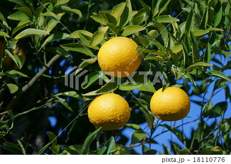 夏蜜柑 良い色合いですがまだ食べられません。 夏蜜柑 良い色合いですがまだ食べられません。 18110776