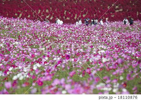 コスモス 18110876