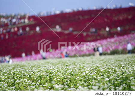 コスモス 18110877