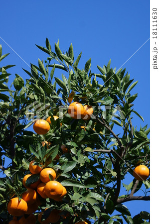 もうすぐ美味しい蜜柑になります。 18111630