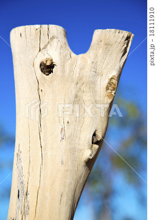 dead wood in the morocco africa winter 18111910