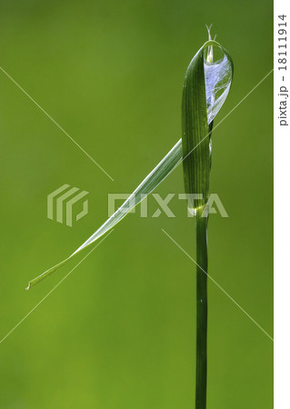 web and abstract 18111914