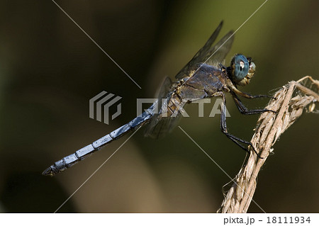 wild blue dragonfly wild blue dragonfly 18111934