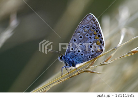 wild blue orange butterfly wild blue orange butterfly 18111935