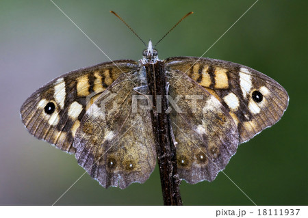 wild brown grey orange butterfly wild brown grey orange butterfly 18111937