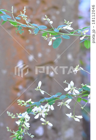 秋の花 18112046