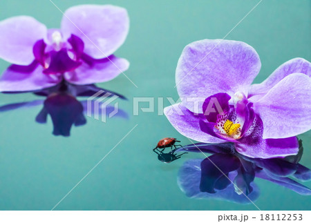胡蝶蘭とテントウムシ 18112253