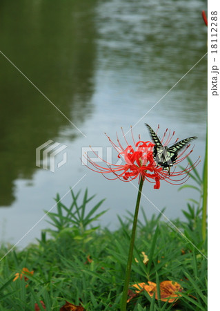 ヒガンバナ 18112288