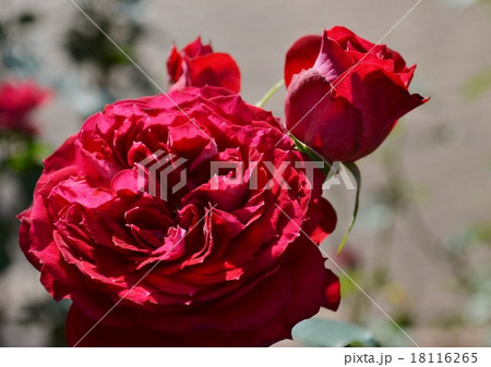 深紅の薔薇 18116265