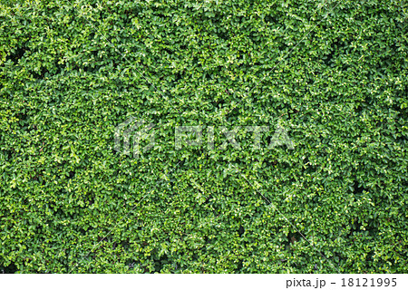 Banyan leaves green wall background 18121995