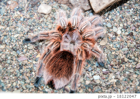 Chilean rose bird spider 18122047