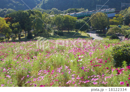 神戸総合運動公園のコスモスの丘に咲くコスモスの写真素材