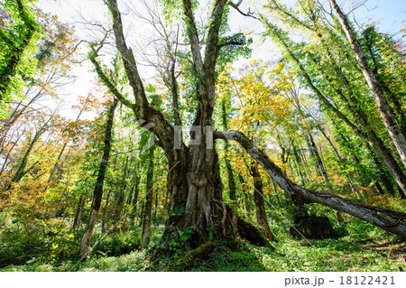 女甑山の大カツラ　山形県 18122421