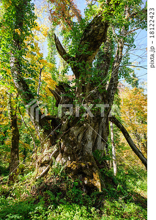 女甑の大カツラ　山形県 18122423