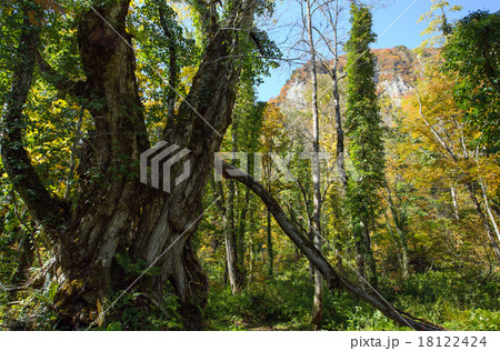 女甑の大カツラ　山形県 18122424