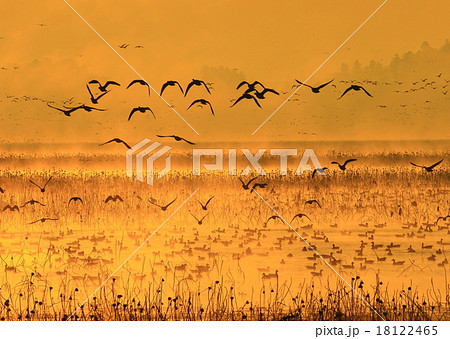 宮城県栗原市 伊豆沼の朝 宮城県栗原市 伊豆沼の朝 18122465