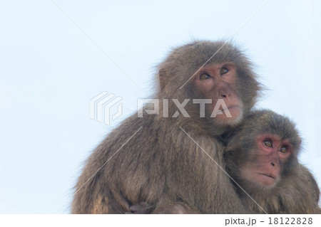 なかよしの猿　 18122828