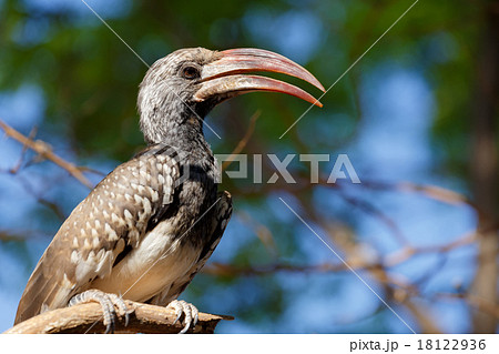 Yellow-billed Hornbill sitting on a branch Yellow-billed Hornbill sitting on a branch 18122936