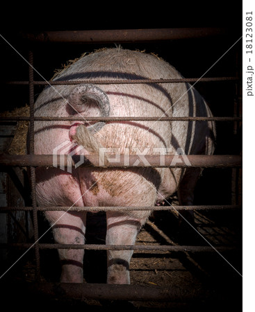 Ass pig 18123081