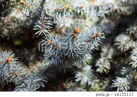 Branches of the Colorado blue spruce Branches of the Colorado blue spruce 18123117