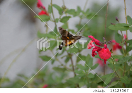 花の蜜を吸う「ホシホウジャク」(埼玉県朝霞市) 花の蜜を吸う「ホシホウジャク」(埼玉県朝霞市) 18123567