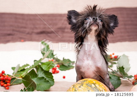Chinese shaggy dog 18125695