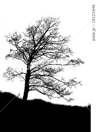 tree silhouette isolated on white 18125846