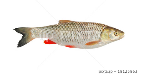 ide, isolated over white 18125863