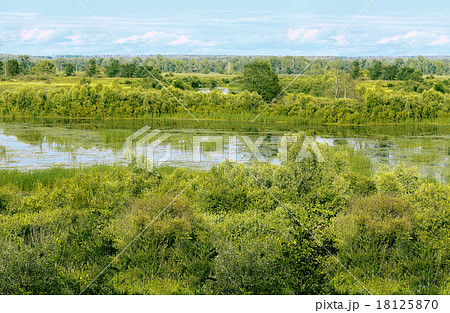 puffy cotton-grass on swamp and blue sky 18125870