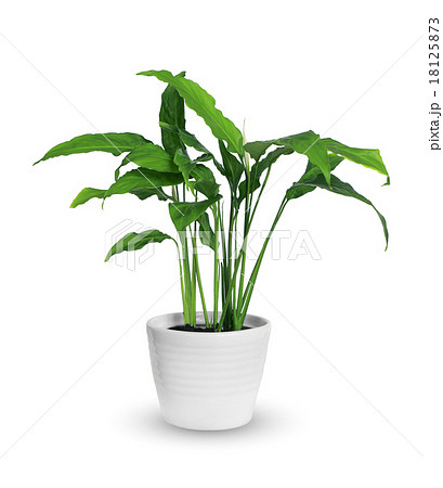 spathiphyllum 18125873