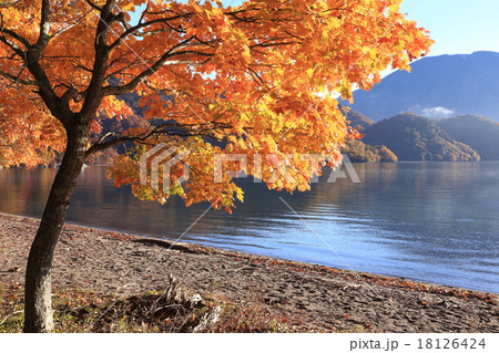 千手ヶ浜の朝　カエデ 18126424