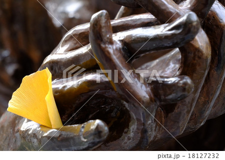 イチョウ 18127232