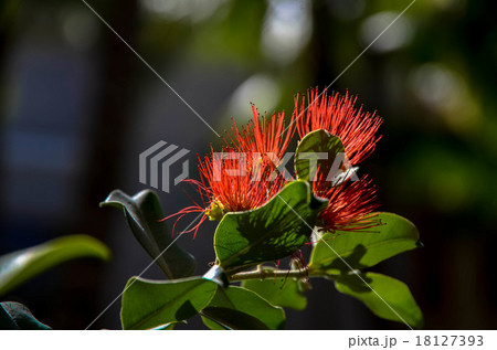 オヒアレフア オヒアレフア 18127393