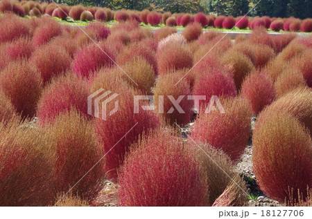 ひるがの高原コキアパーク ひるがの高原コキアパーク 18127706