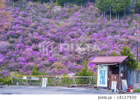 京都西明寺のミツバツツジ 京都西明寺のミツバツツジ 18127930