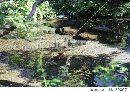 島原湧水の写真 18129067