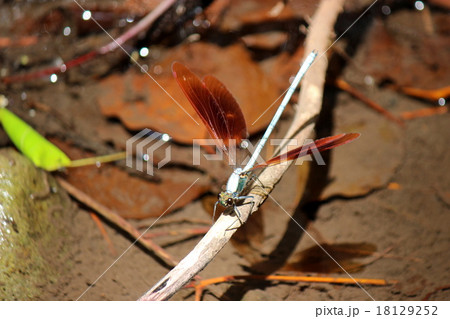 ニホンカワトンボ ニホンカワトンボ 18129252