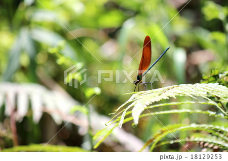 ミヤマカワトンボ ミヤマカワトンボ 18129253