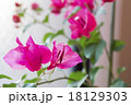 華やかなブーゲンビリア 18129303