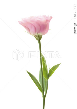 Romantic pink eustoma isolated on white background 18129652